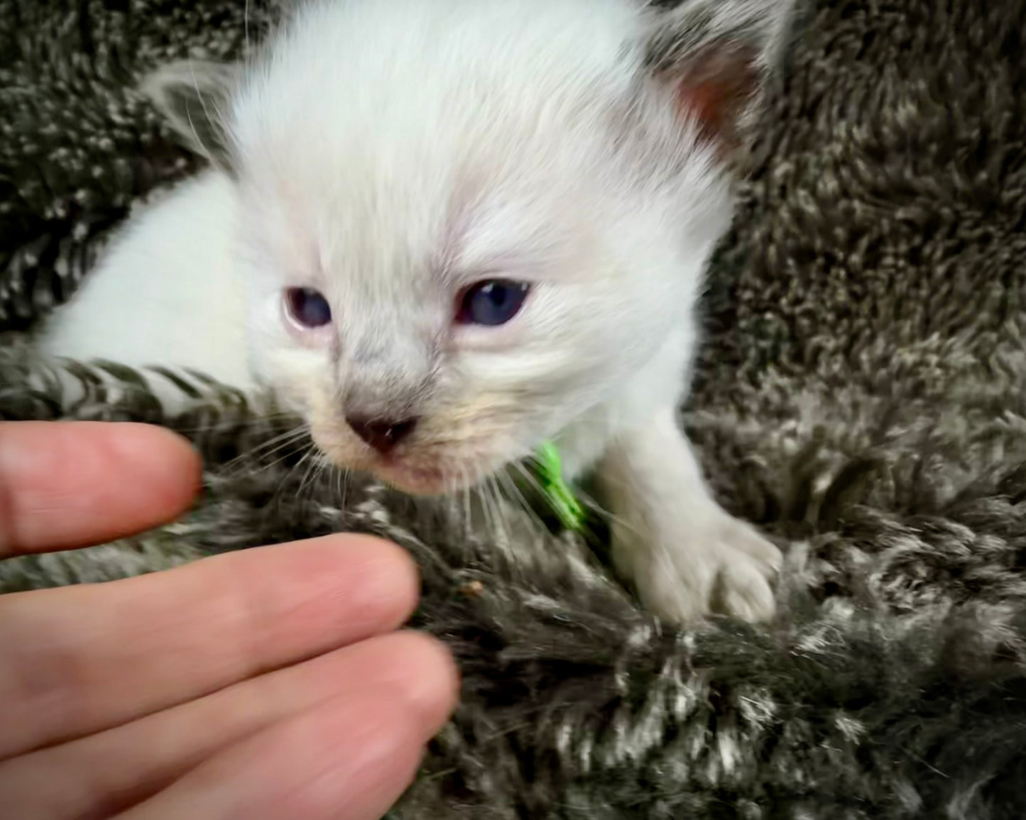 grasshopper -MALE - chocolate point mitted