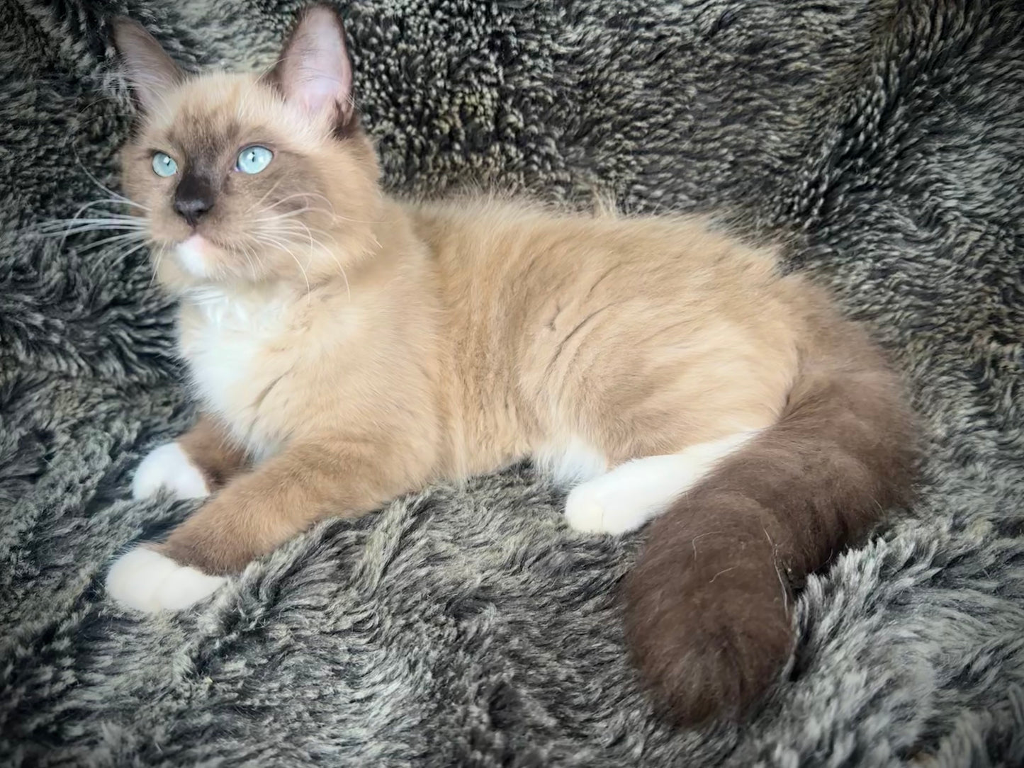Iced Mocha - Female - UNAVAILABLE