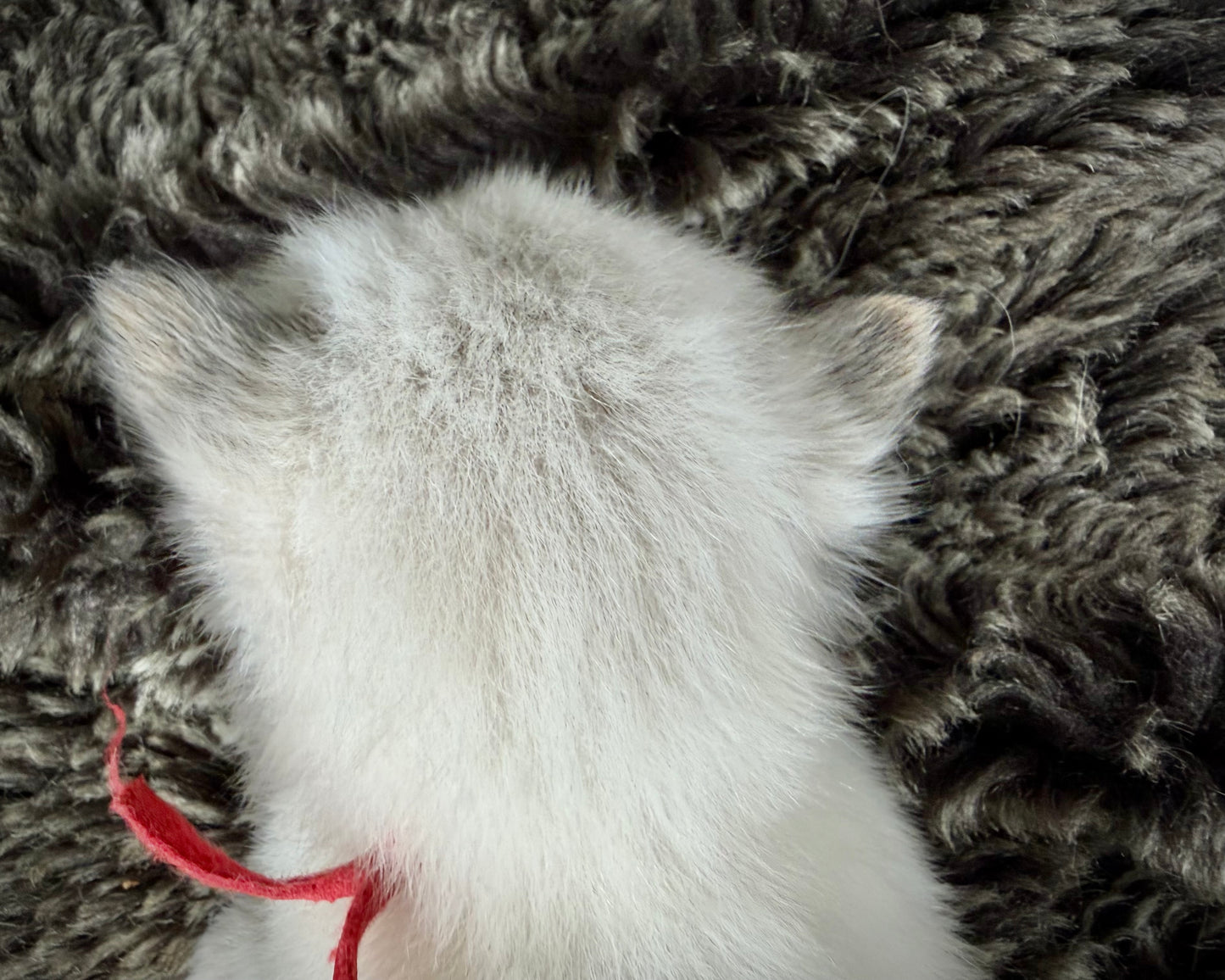 Bumble bee - FEMALE - seal point tortie