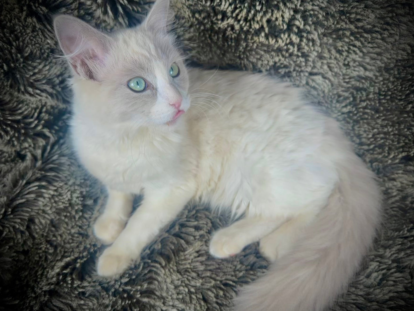 Sweet Pea - Female - UNAVAILABLE