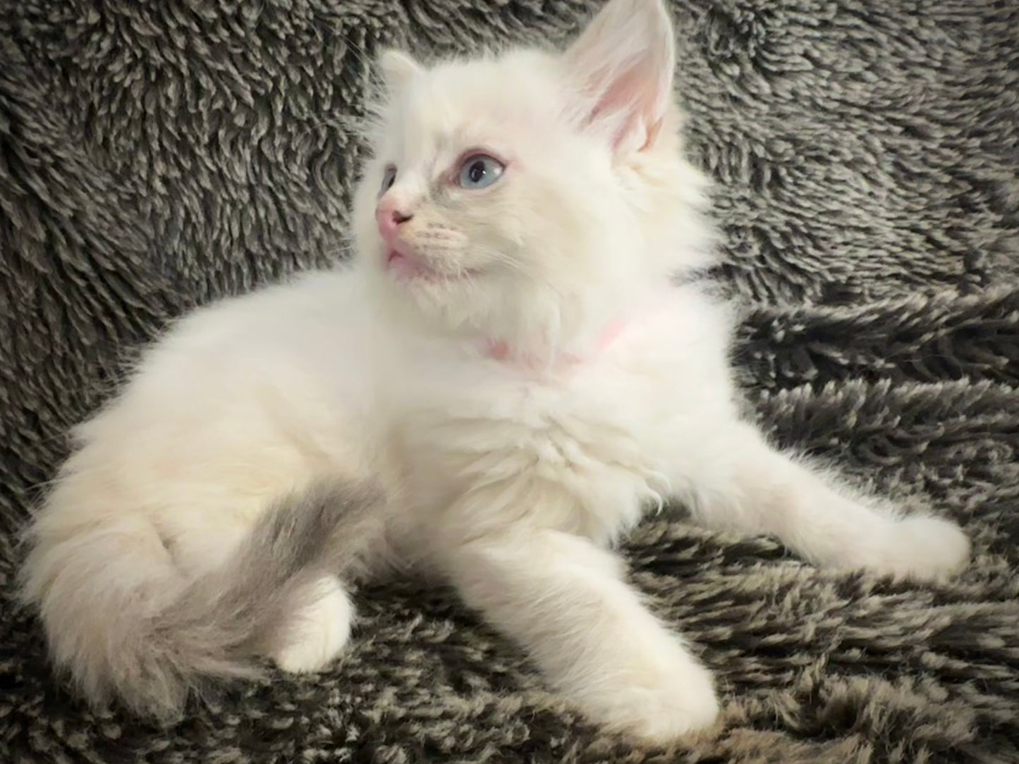 Princess Peach - Cream/Blue Point tortie - FEMALE - Available - 6/5/25 - $2100
