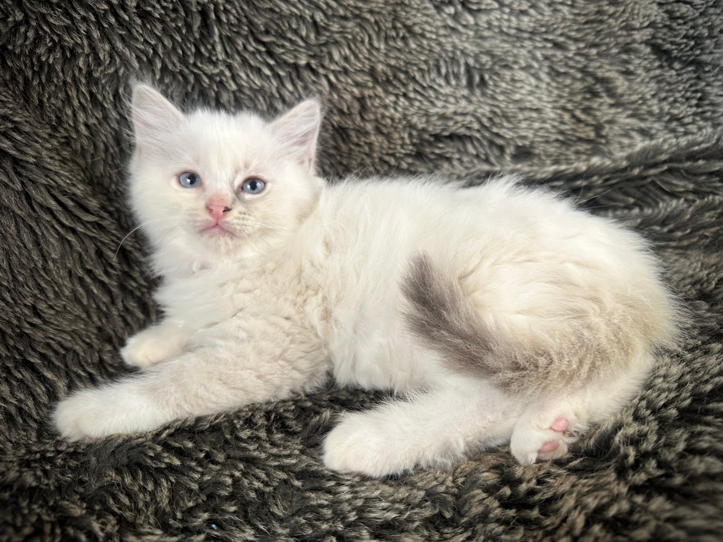 Princess Peach - Cream/Blue Point tortie - FEMALE - Available - 6/5/25 - $2100