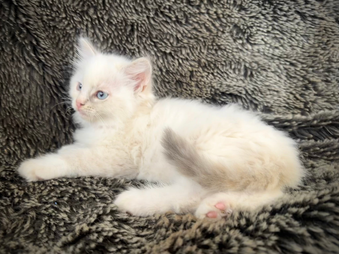 Princess Peach - Cream/Blue Point tortie - FEMALE - Available - 6/5/25 - $2100