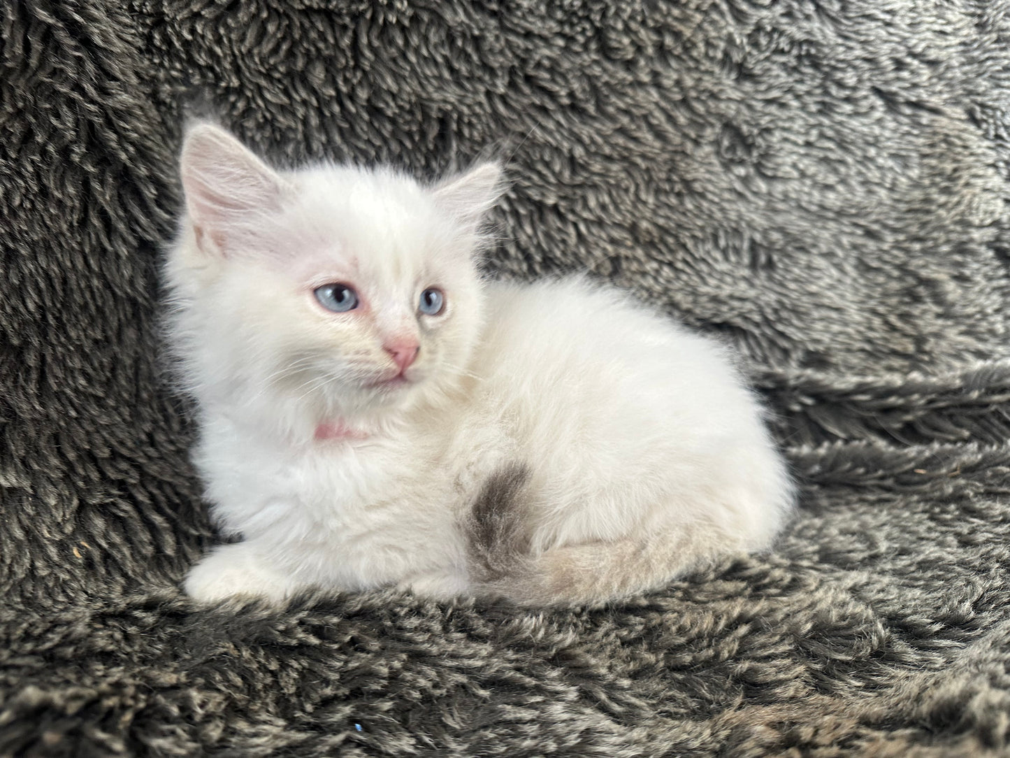 Princess Peach - Cream/Blue Point tortie - FEMALE - Available - 6/5/25 - $2100