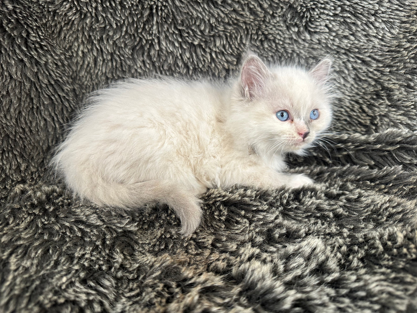 Toriel - Cream/Blue Point tortie - FEMALE - Available - 6/5/25 - $2100