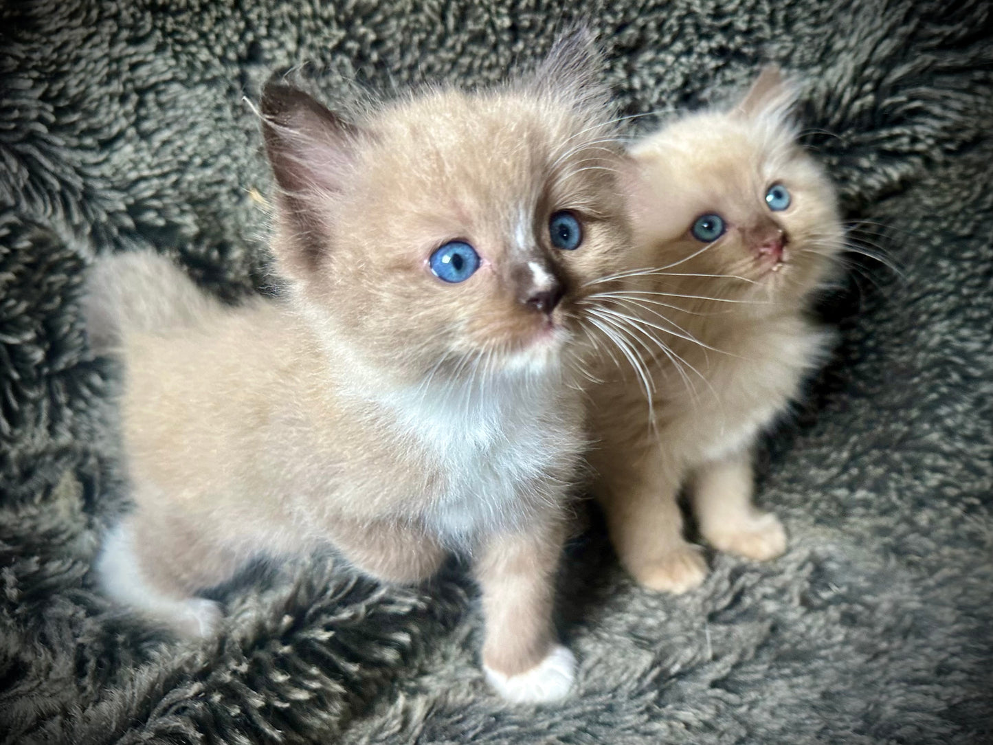 Hershey - Male - UNAVAILABLE