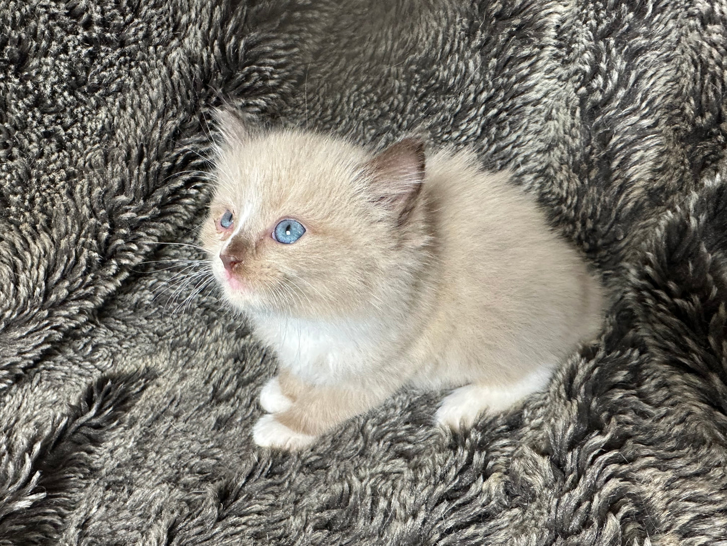 Kinder - Female - UNAVAILABLE