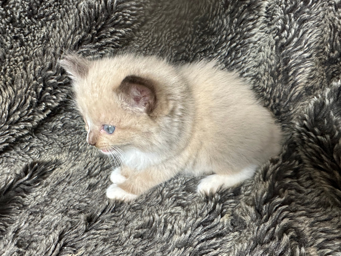 Kinder - Female - UNAVAILABLE