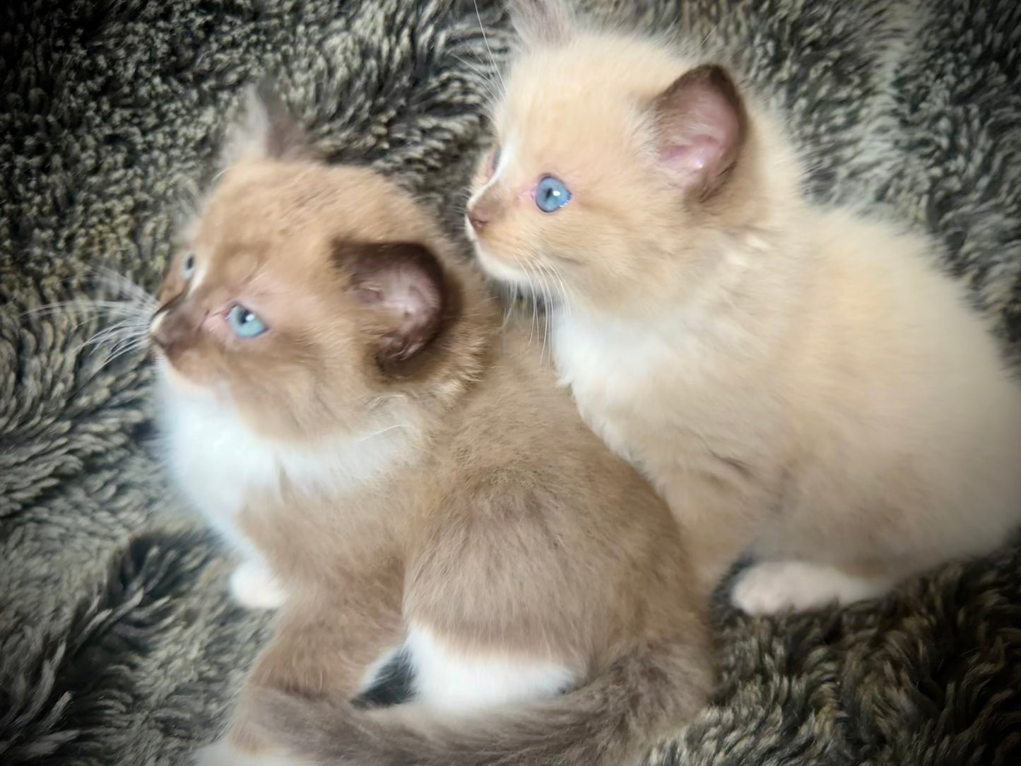 Starburst - Male - UNAVAILABLE