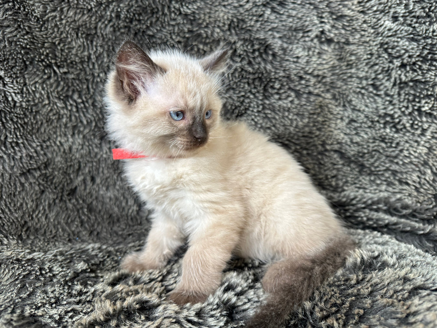 Boba - Seal Point - MALE - Available - 6/5/25 -