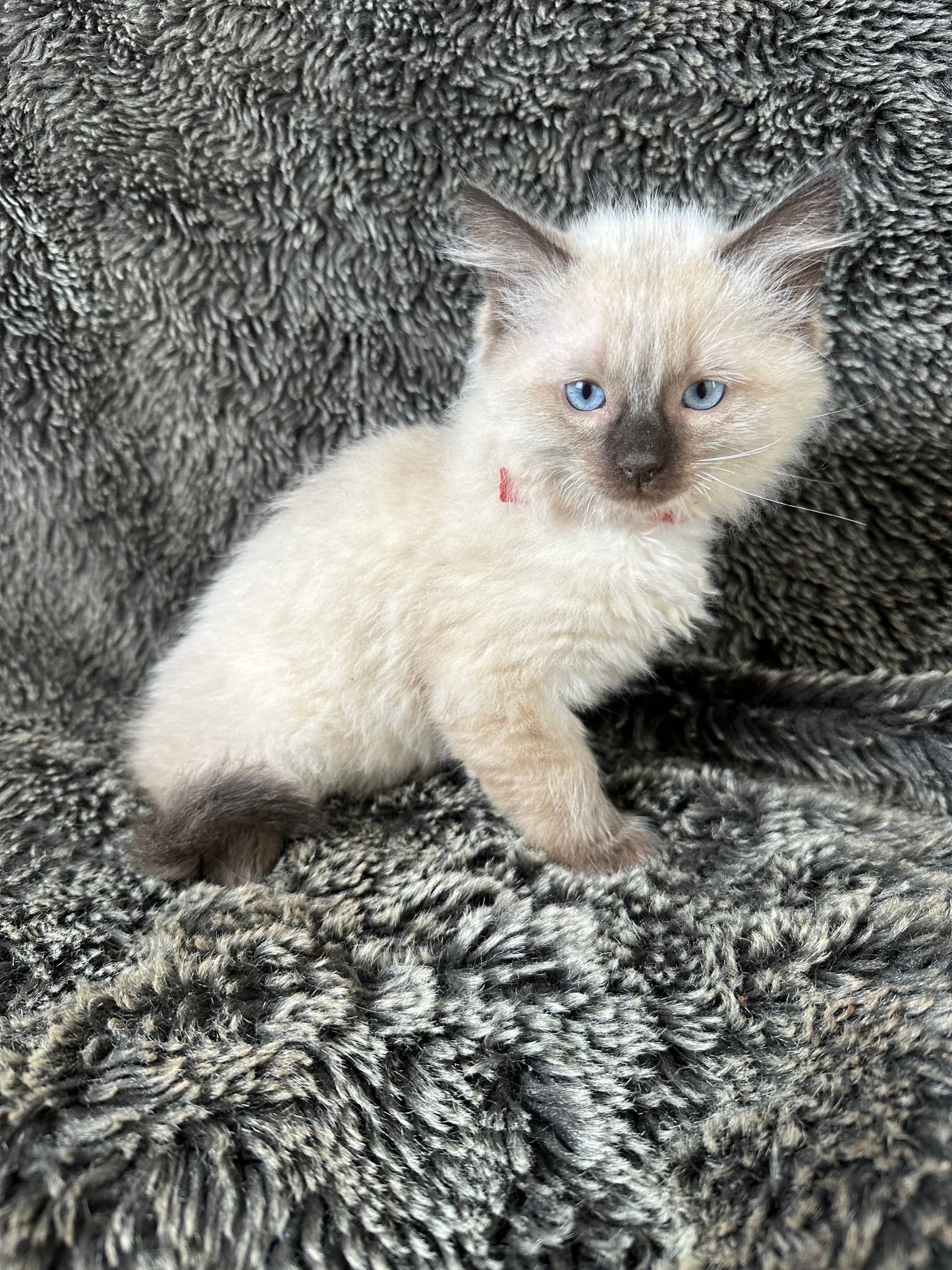 Boba - Seal Point - MALE - Available - 6/5/25 -