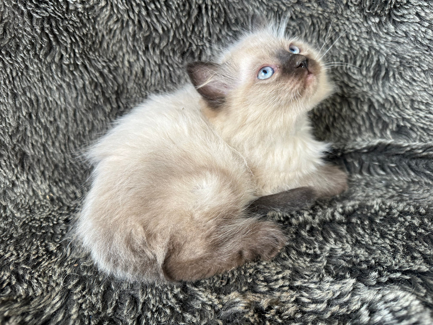 Bowser - Seal Point MALE - Available 6/5/25 - $2100