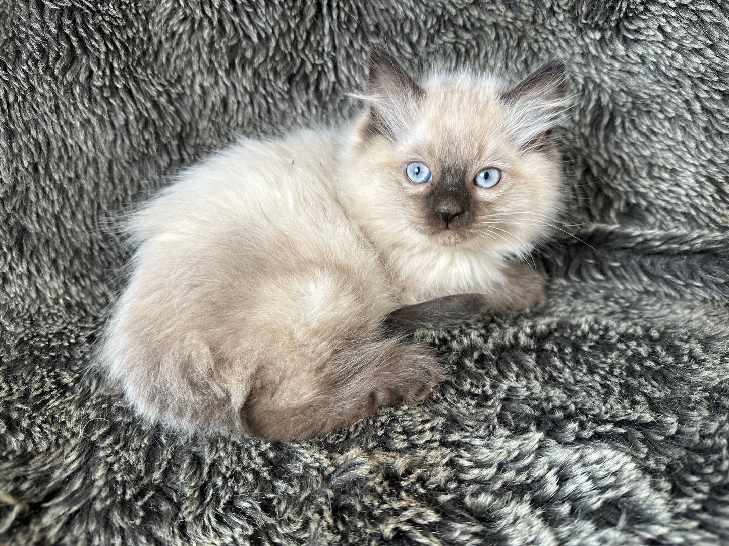Bowser - Seal Point MALE - Available 6/5/25 - $2100