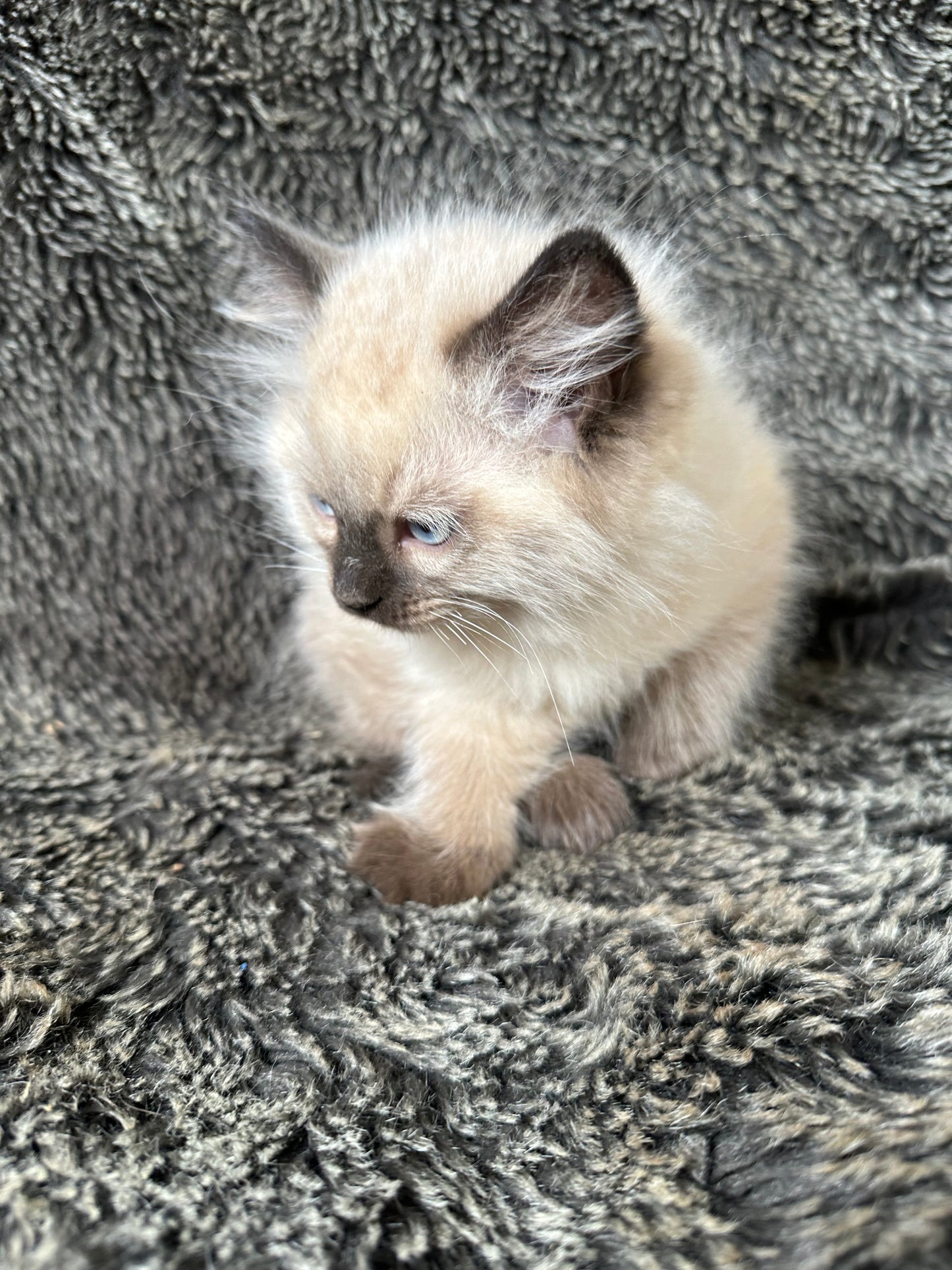 Bowser - Seal Point MALE - Available 6/5/25 - $2100