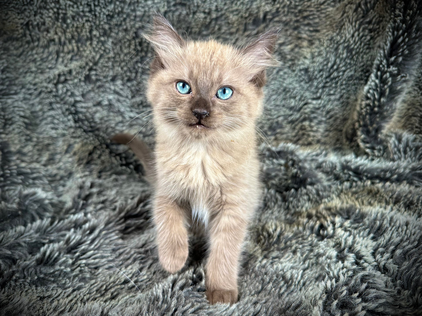 Truffle - Female - UNAVAILABLE