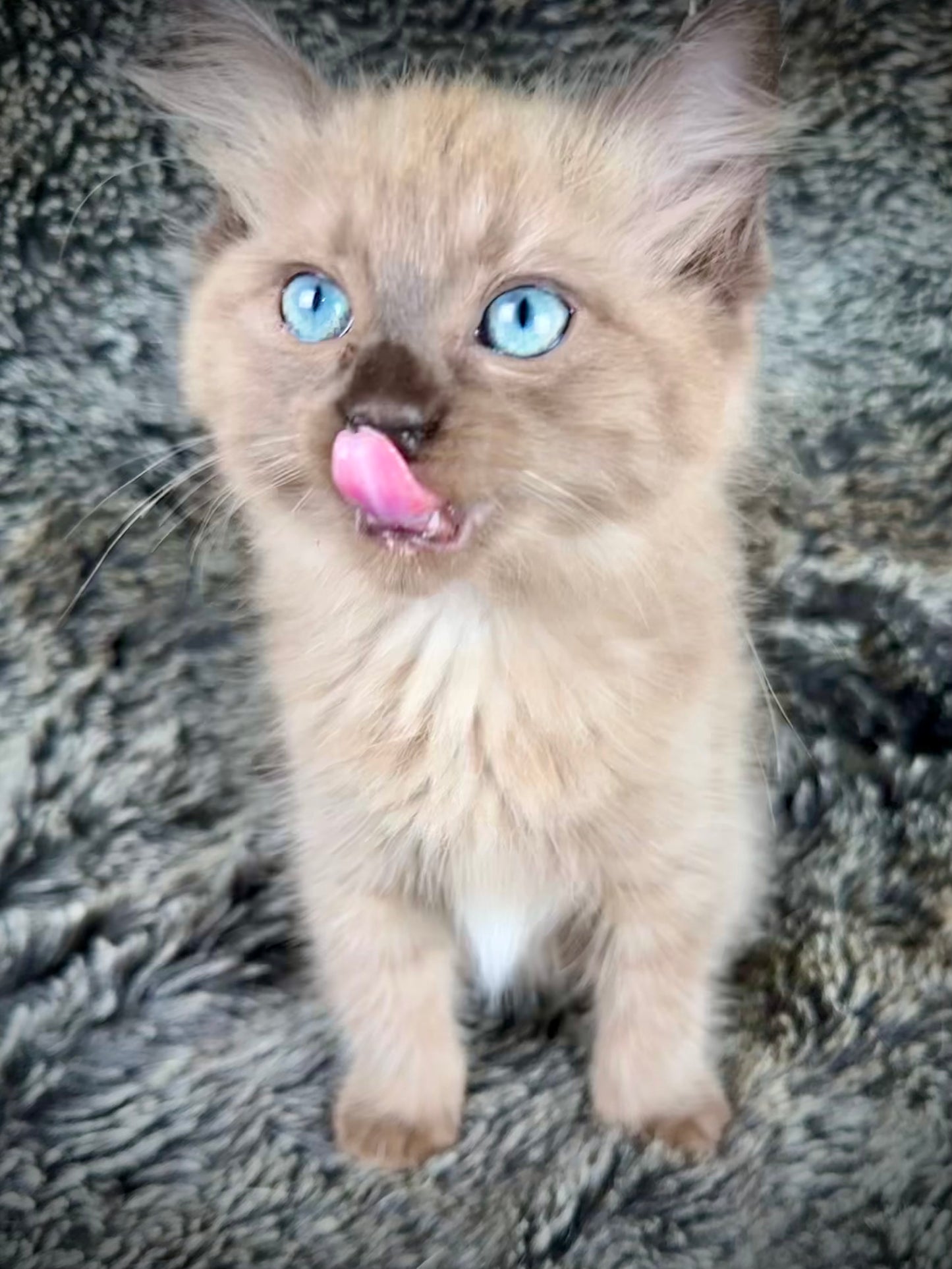 Truffle - Female - UNAVAILABLE