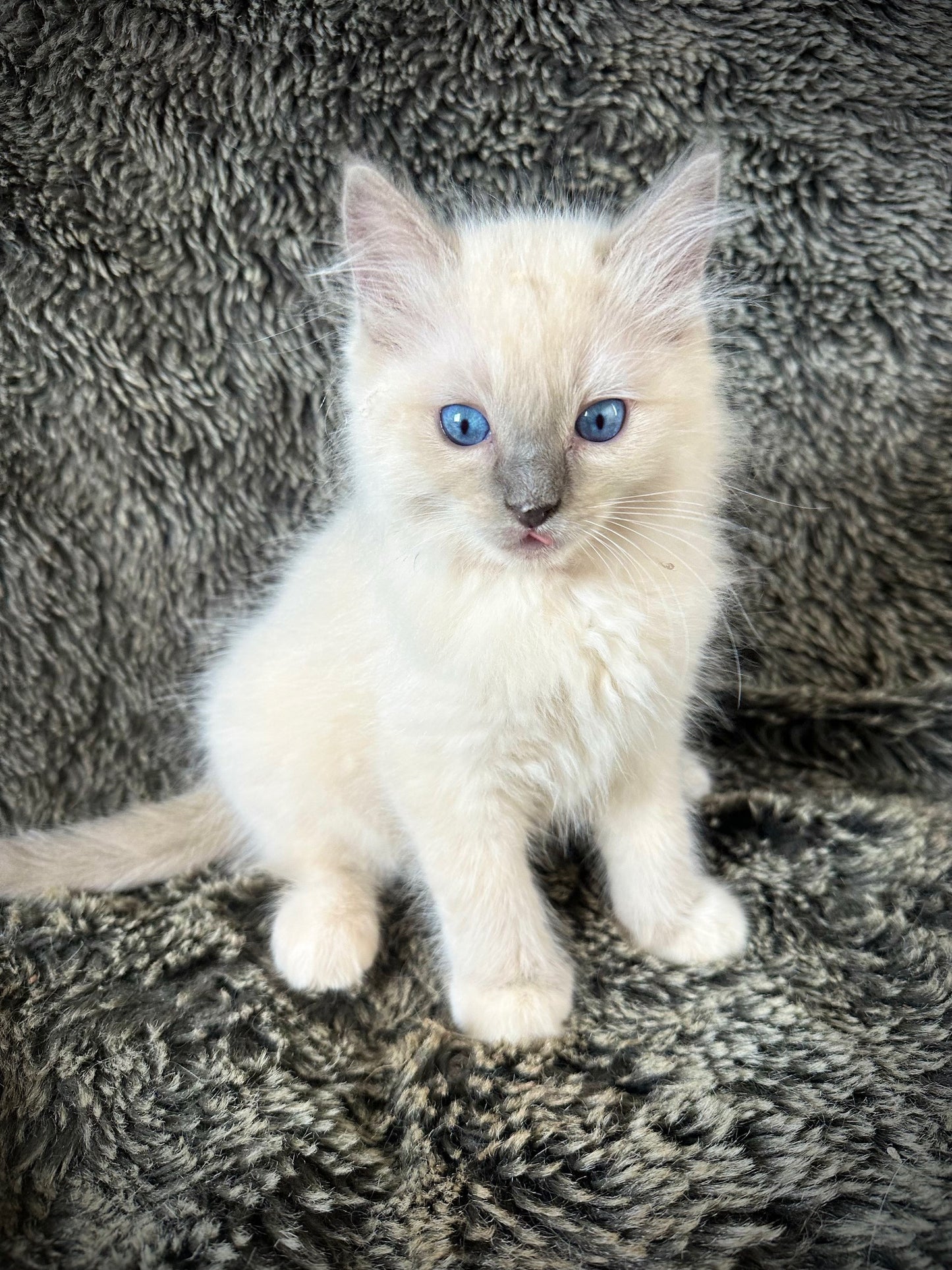 Guacamole - Blue Mitted - MALE - UNAVAILABLE