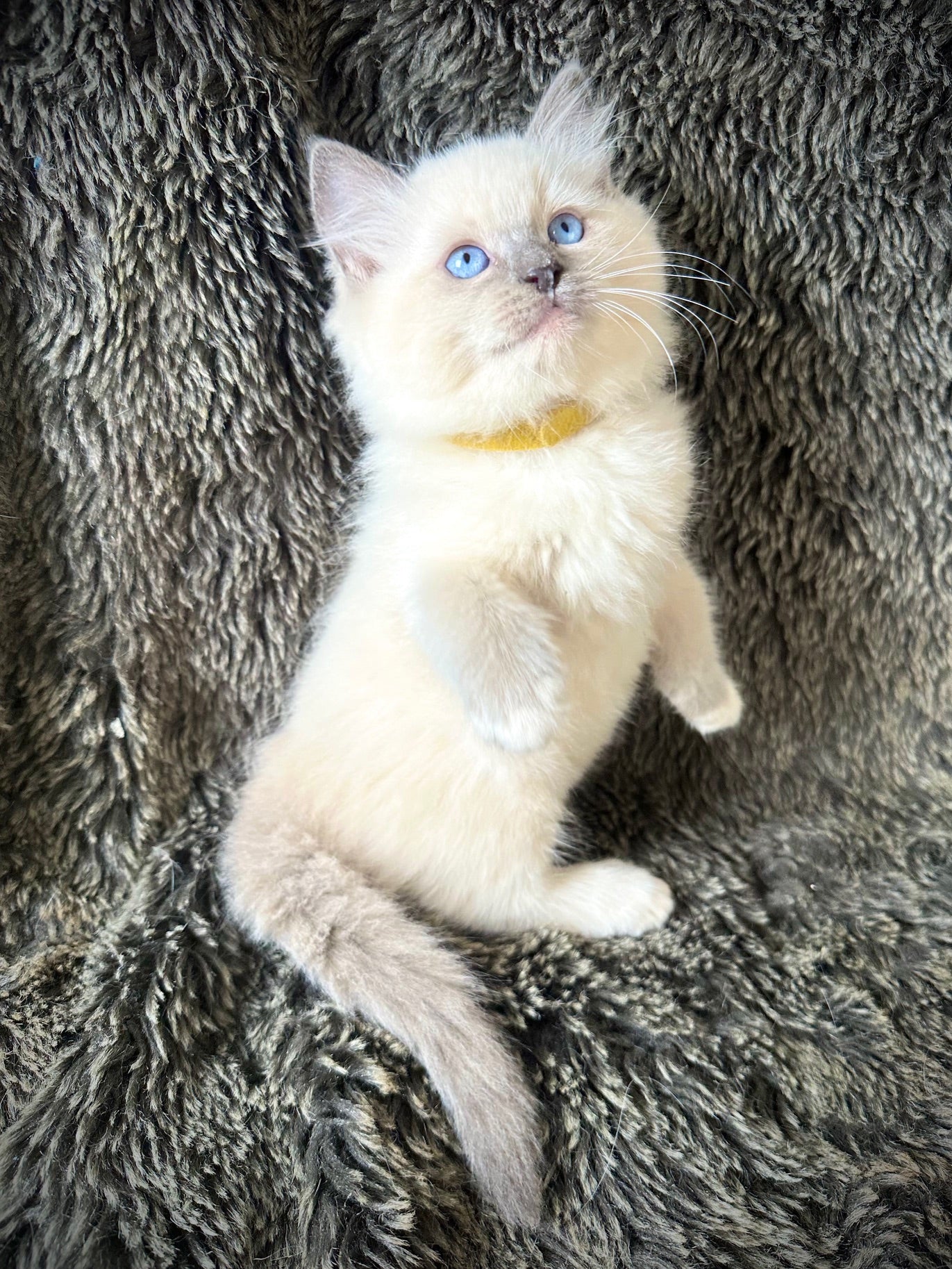 Ceviche - Blue Mitted - MALE - AVAILABLE 6/5/2025
