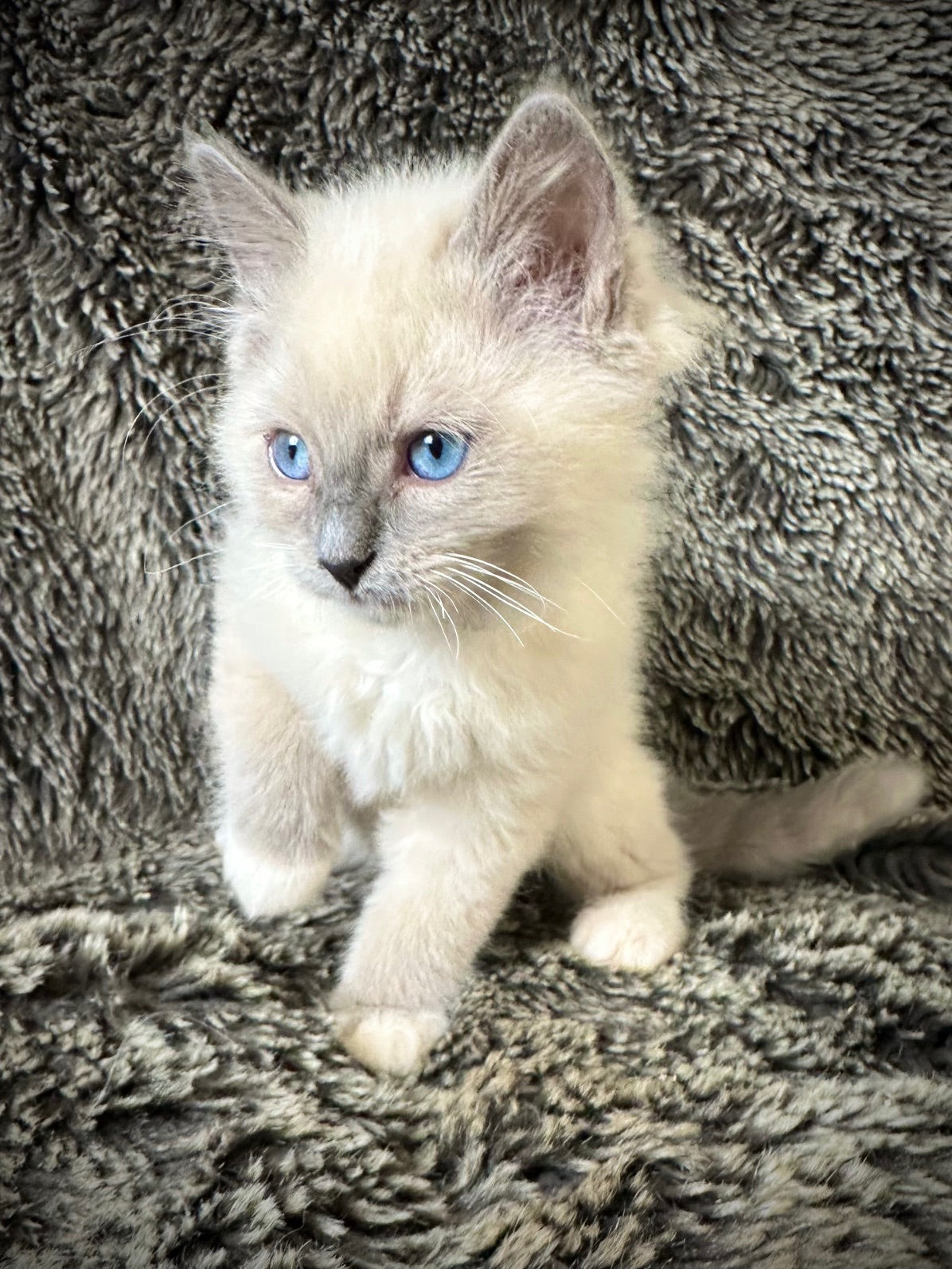 Tamale - Blue Mitted - MALE - UNAVAILABLE 6/5/2025