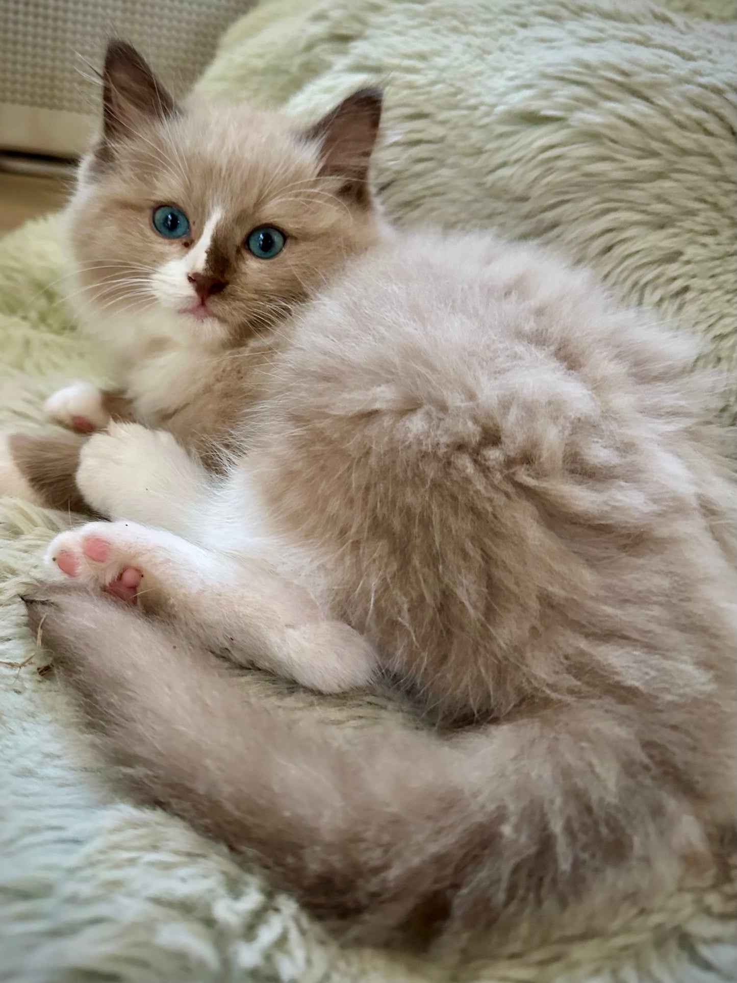 Kinder - Female - UNAVAILABLE