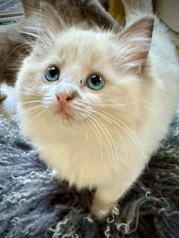 Humbug - Female - UNAVAILABLE