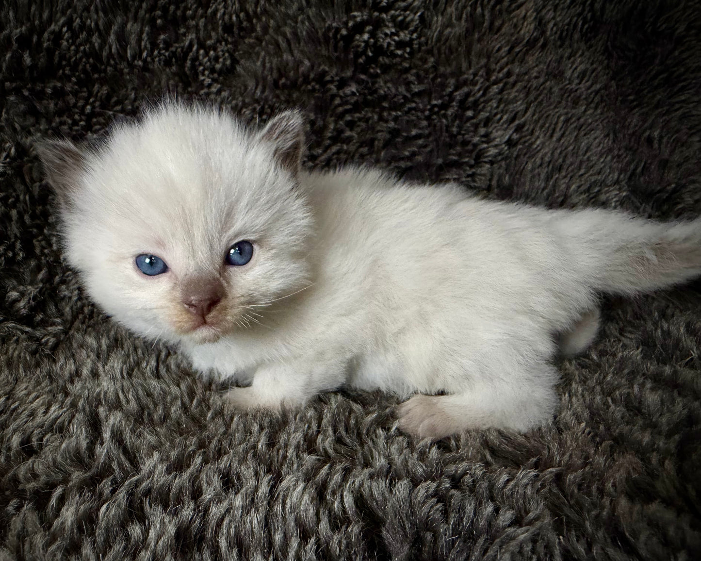 Sonora - FEMALE - Chocolate Mink