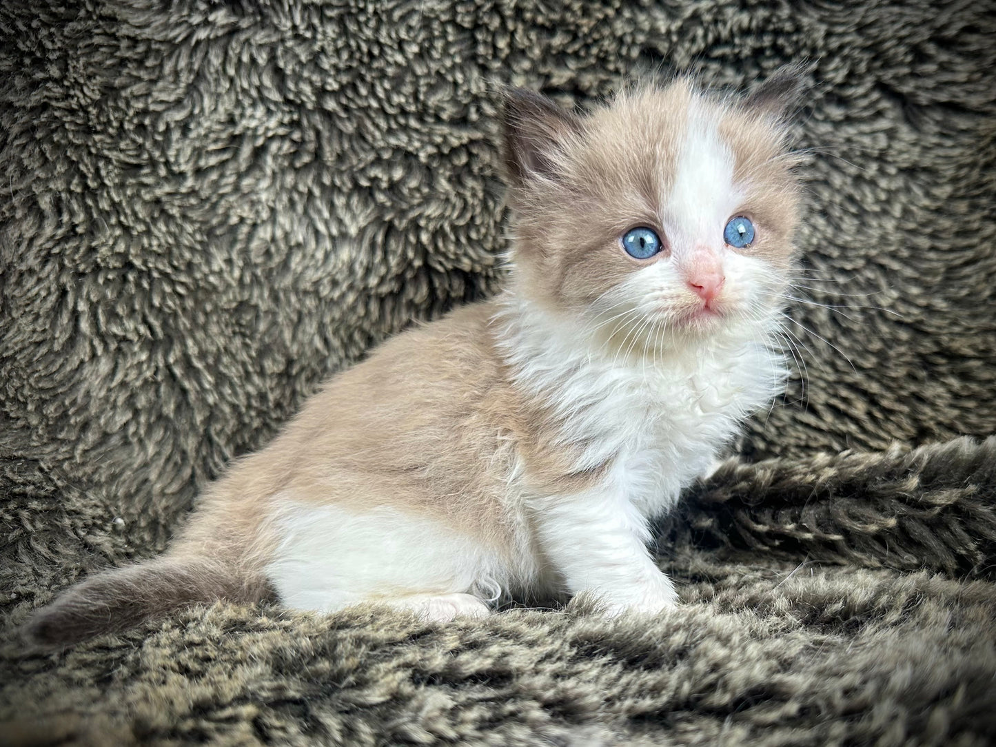 Sassy - Seal Mink Bicolor - FEMALE - AVAILABLE - 7/4/25