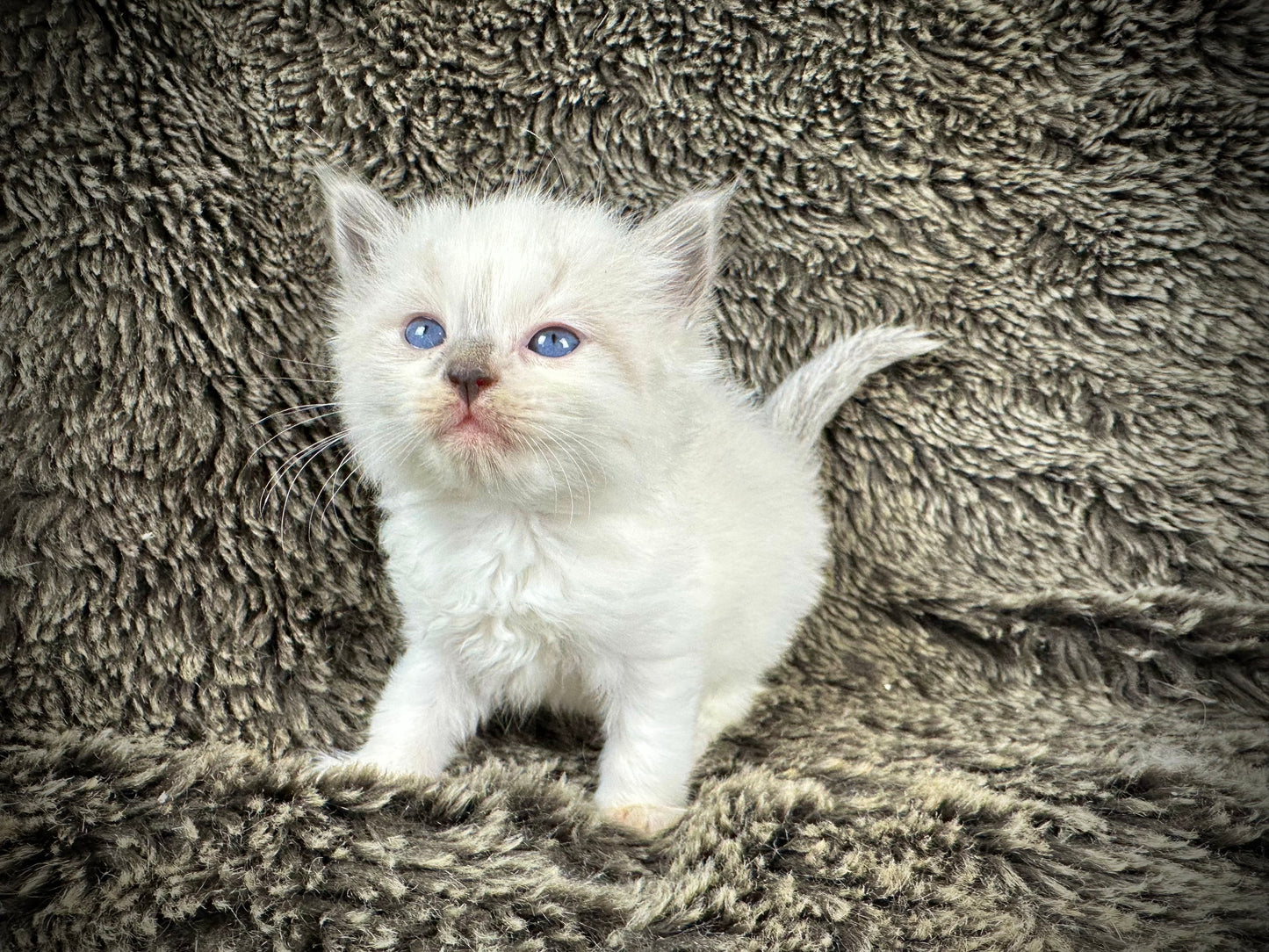 Homelander - Blue Point (bicolor)-MALE - AVAILABLE 7/4/25