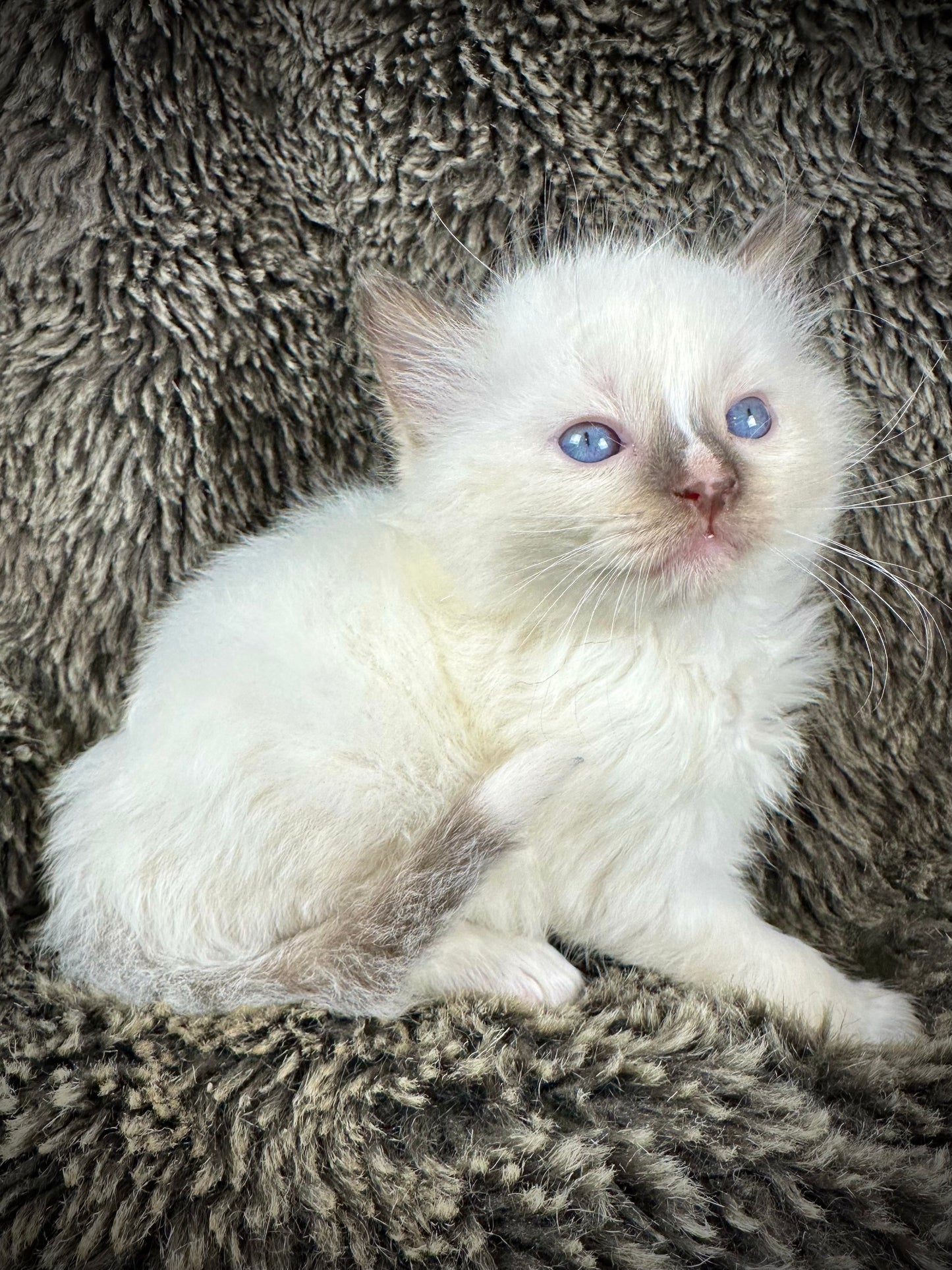 Liberty - chocolate Mitted with Blaze - MALE - AVAILABLE 7/4/25