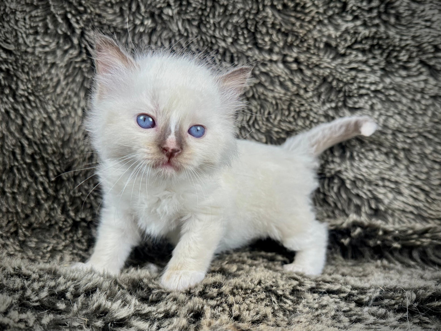 Liberty - chocolate Mitted with Blaze - MALE - AVAILABLE 7/4/25