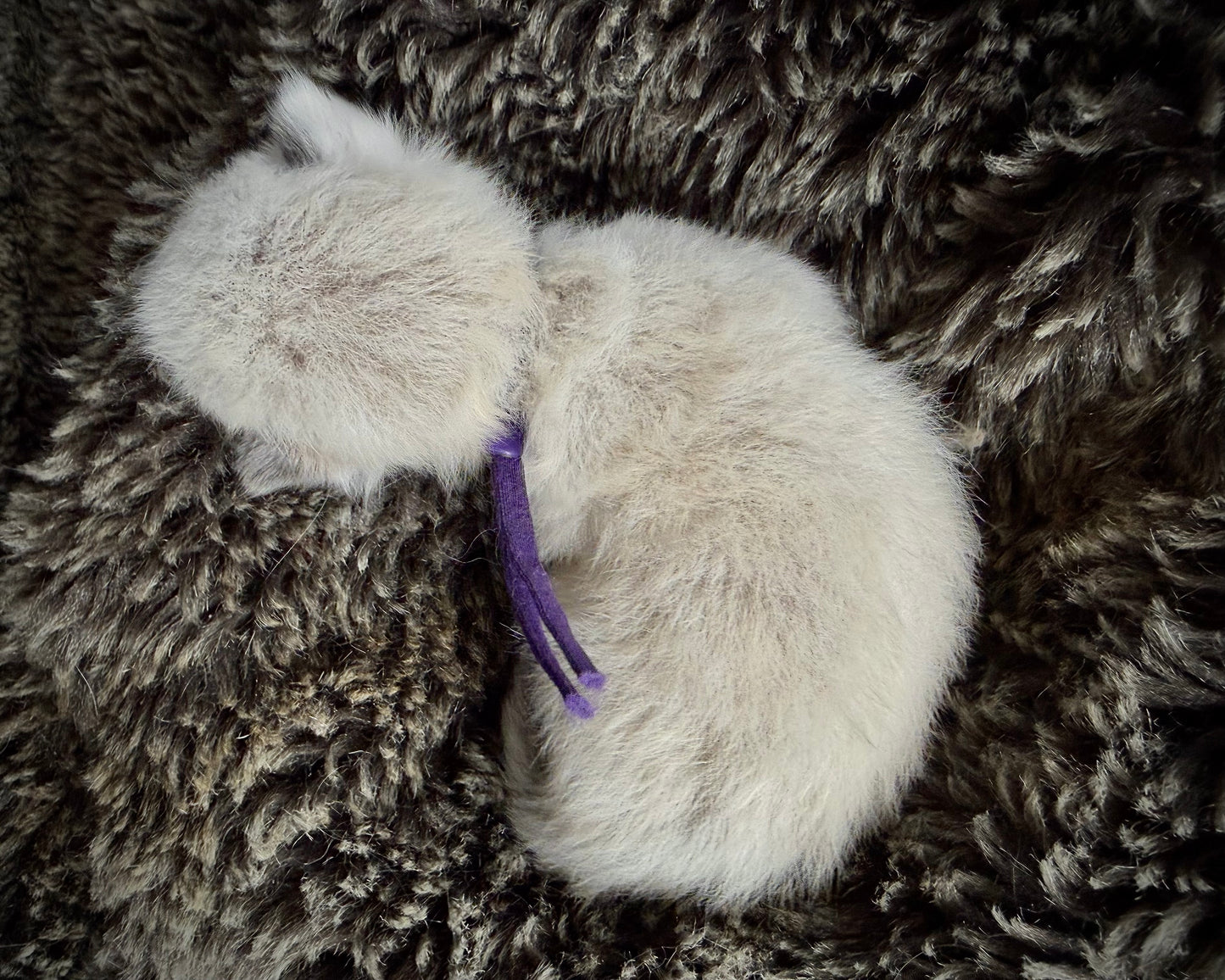 Freida - FEMALE - Blue Mink bicolor