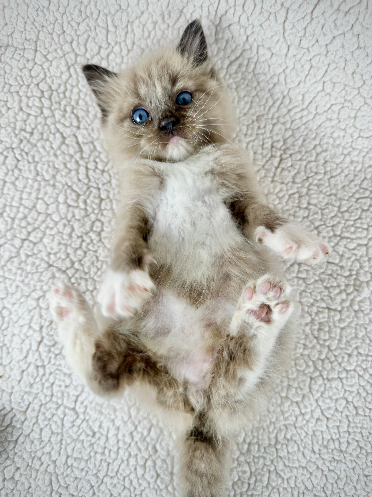 Casper - Male - UNAVAILABLE