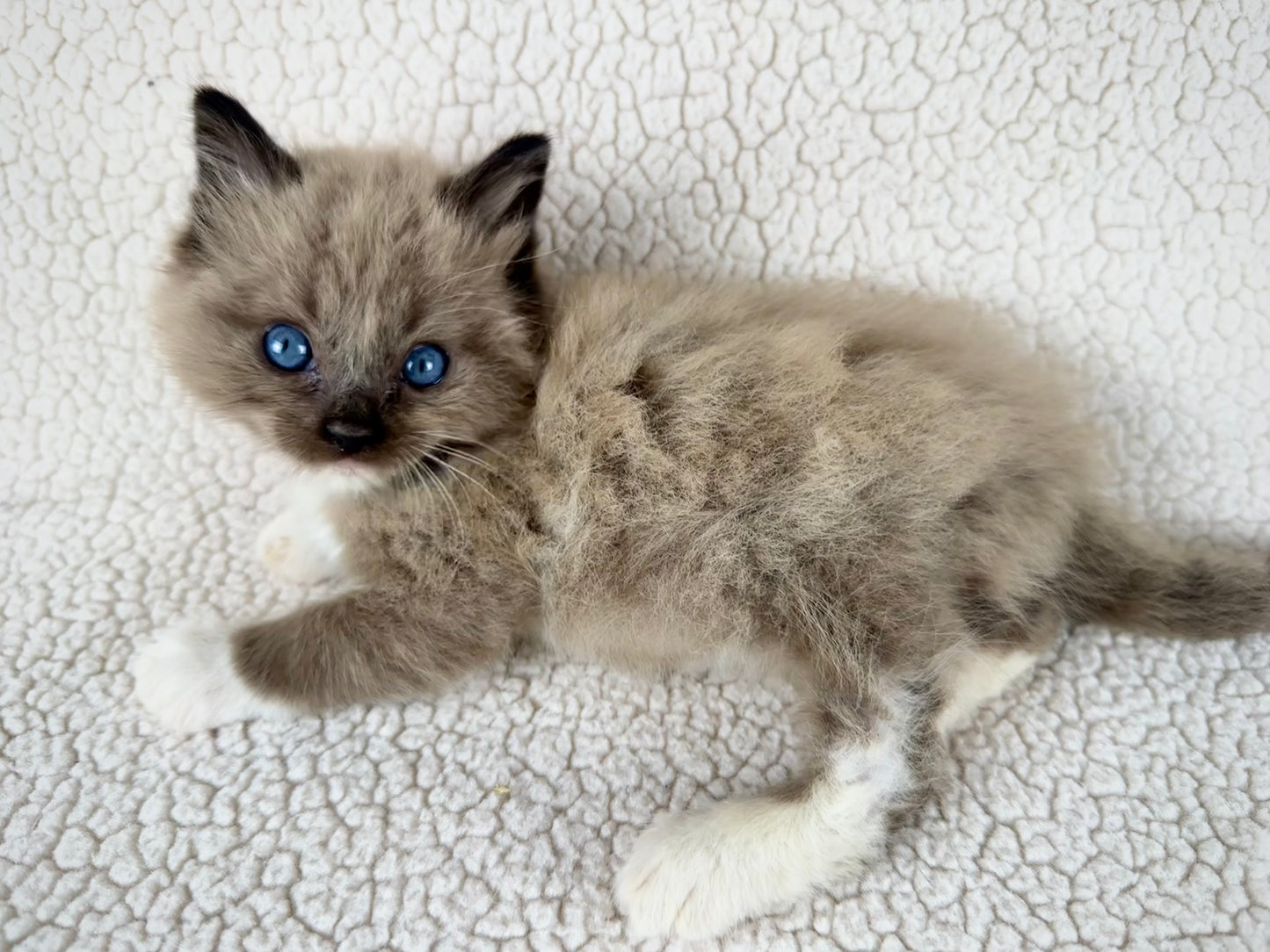 Casper - Male - UNAVAILABLE