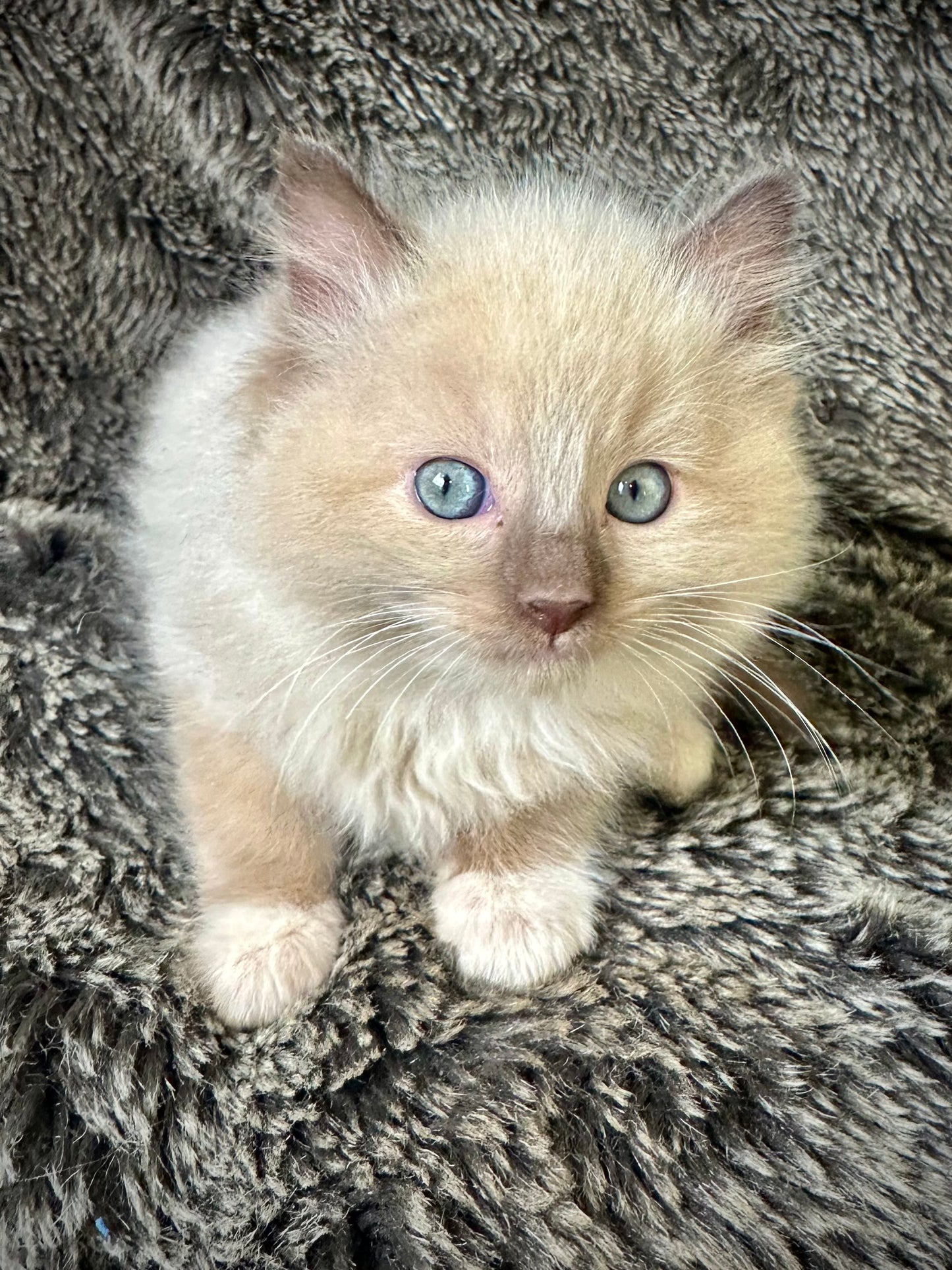 Firecracker - chocolate Mink Mitted -MALE - AVAILABLE 7/4/25