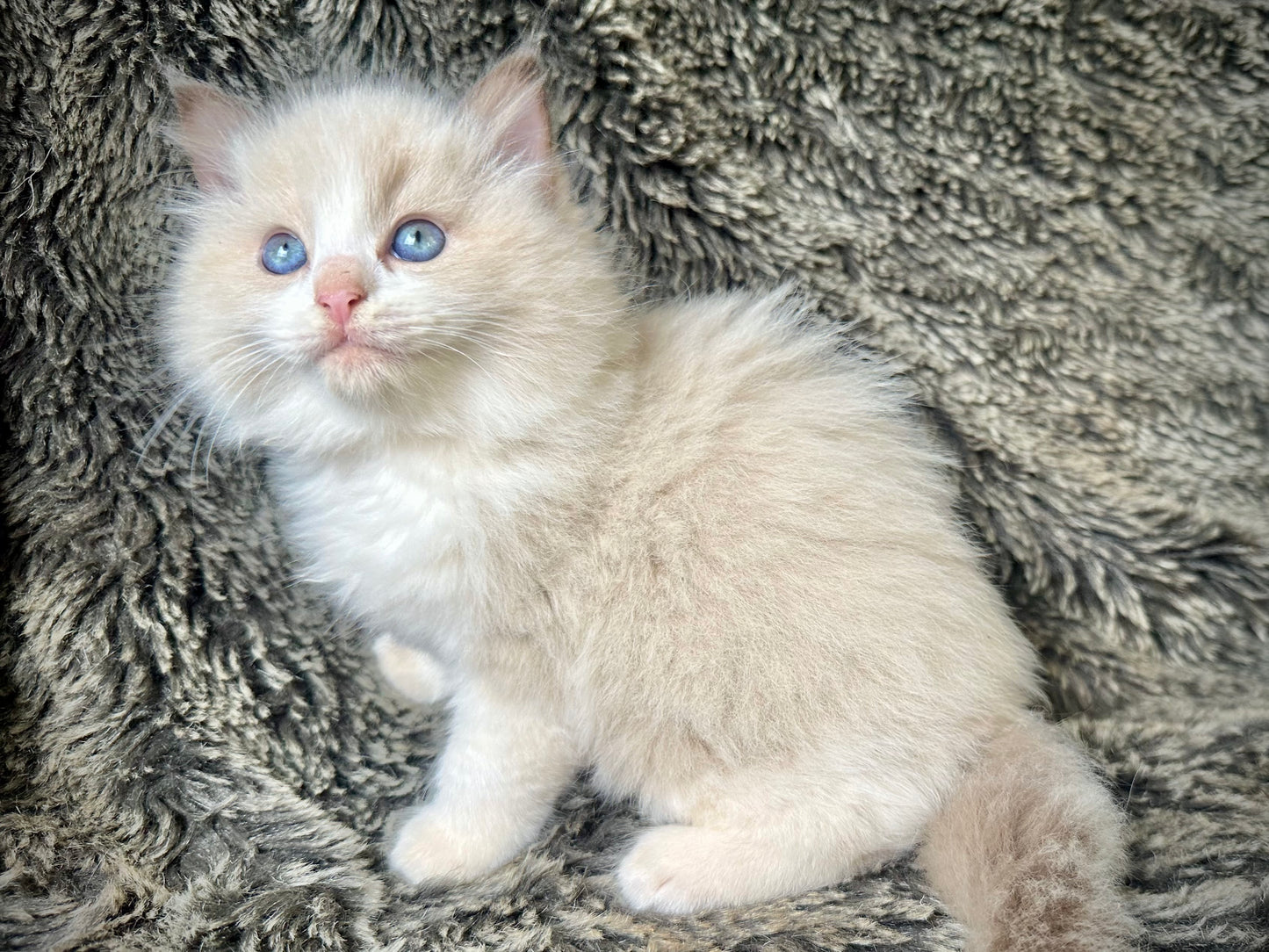 Freedom - Chocolate Mink Bicolor - FEMALE - AVAILABLE 7/4/25