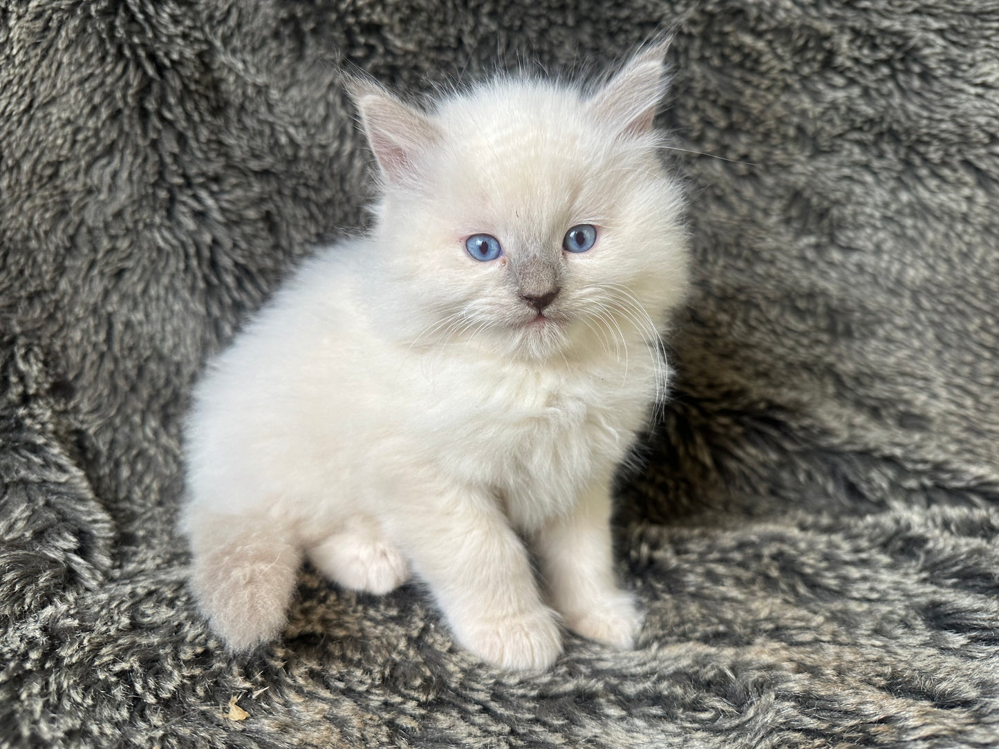 Justice - Lilac Point -MALE - AVAILABLE 7/4/25