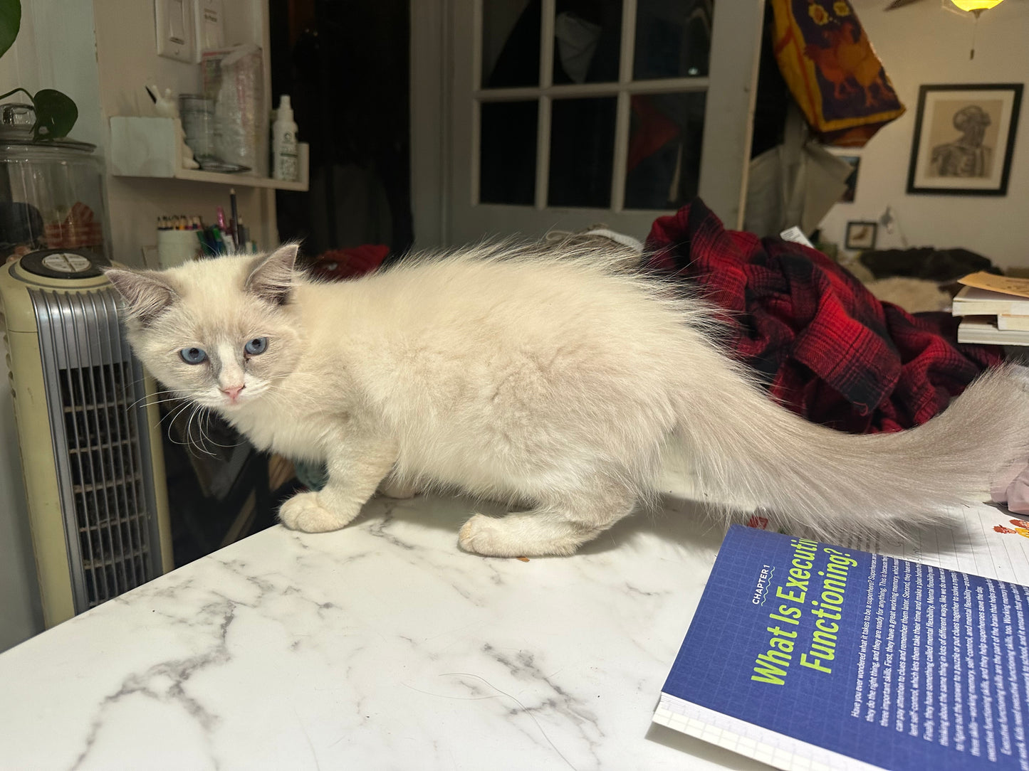 Chill Bill - Male - UNAVAILABLE