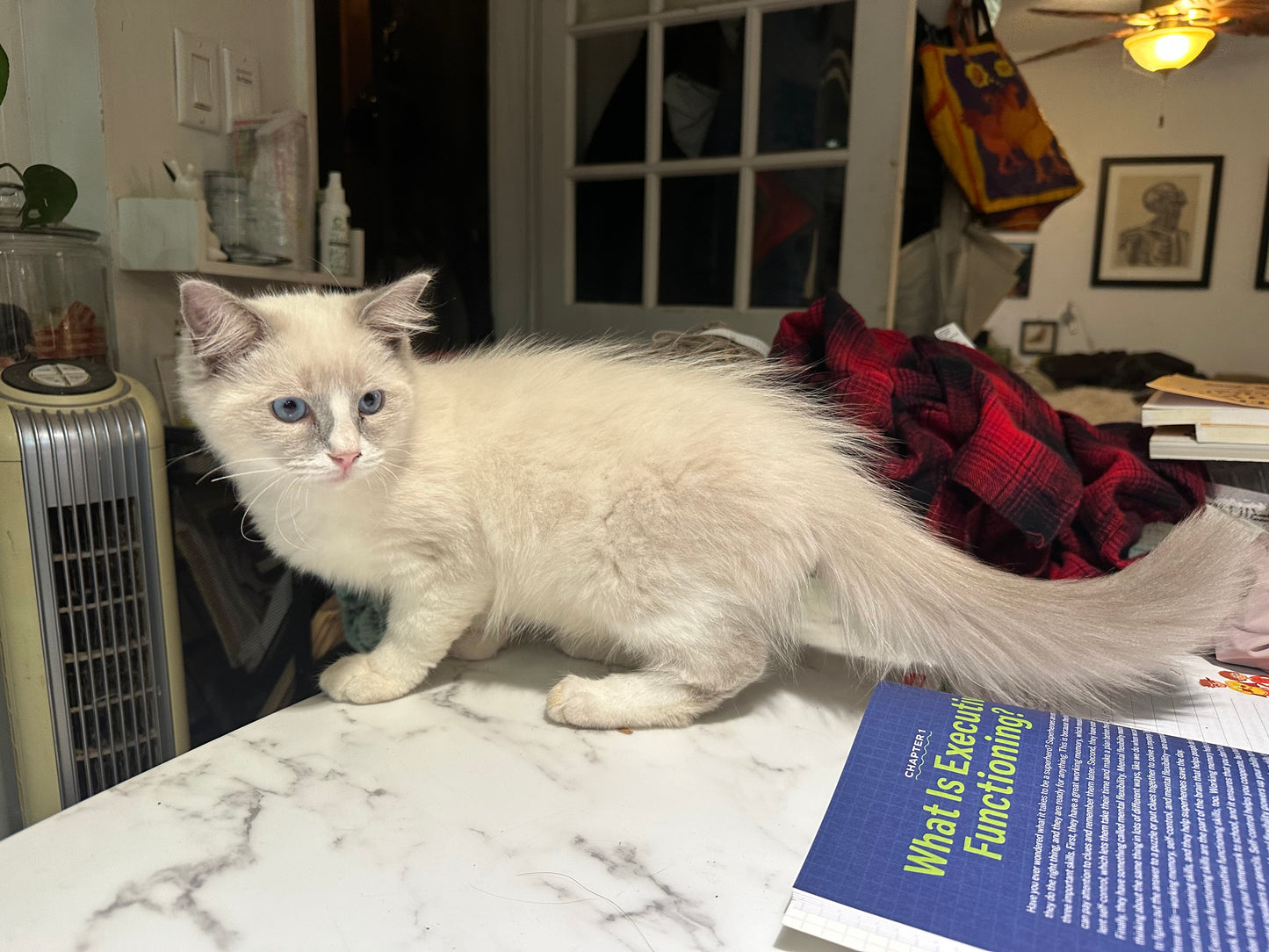 Chill Bill - Male - UNAVAILABLE