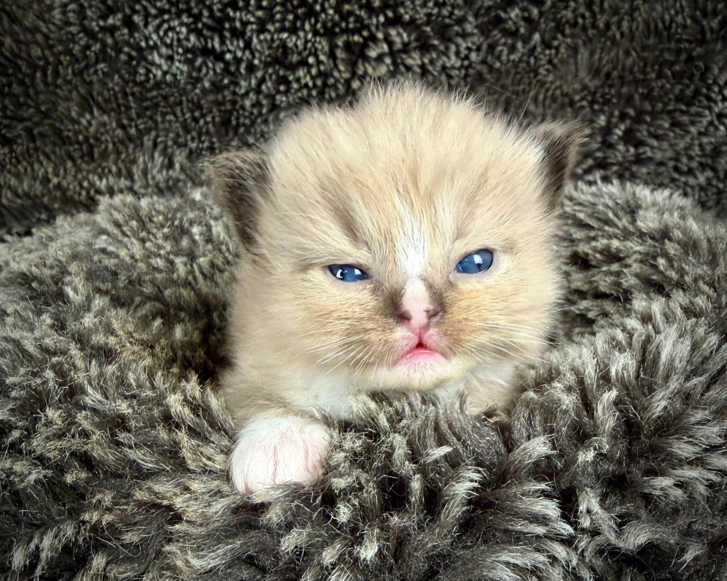 DEIBENKORN -MALE - Seal Mink mitted