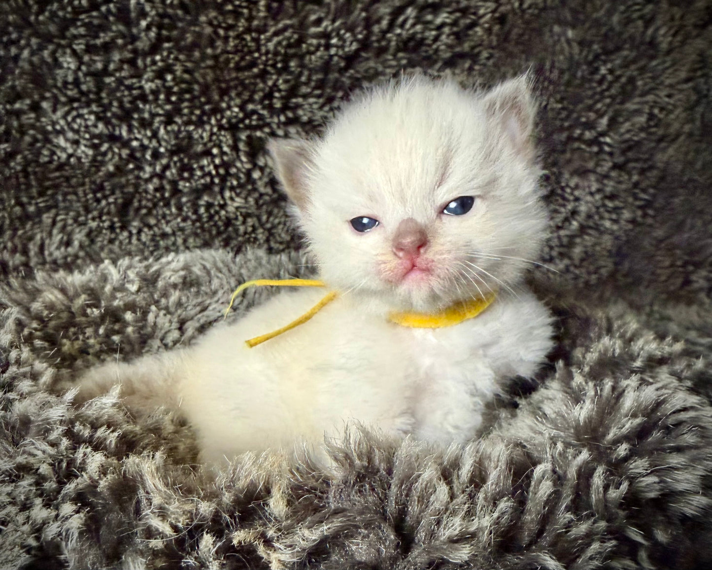 GOLDSWORTHY - MALE - Chocolate mink