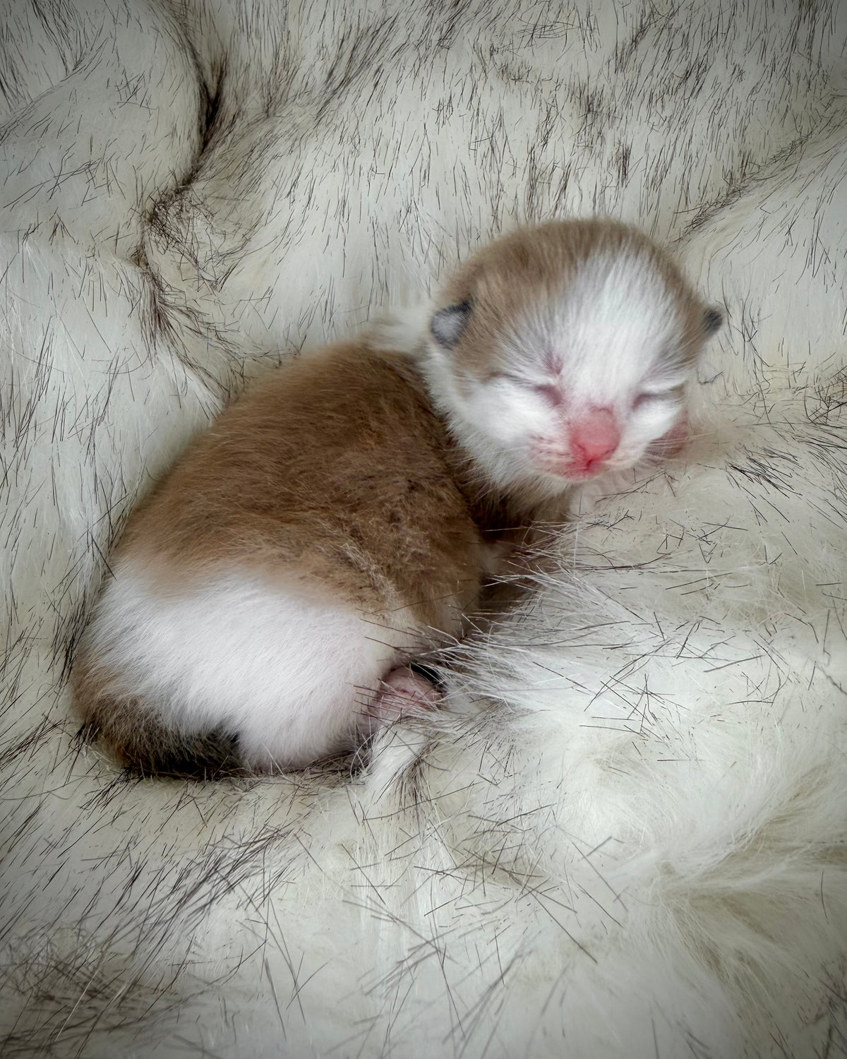 Manicotti - Seal Sepia/Mink Bicolor - CHERUBIM MALE