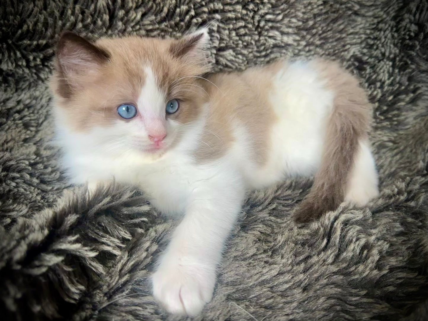 Nougat - Male - UNAVAILABLE