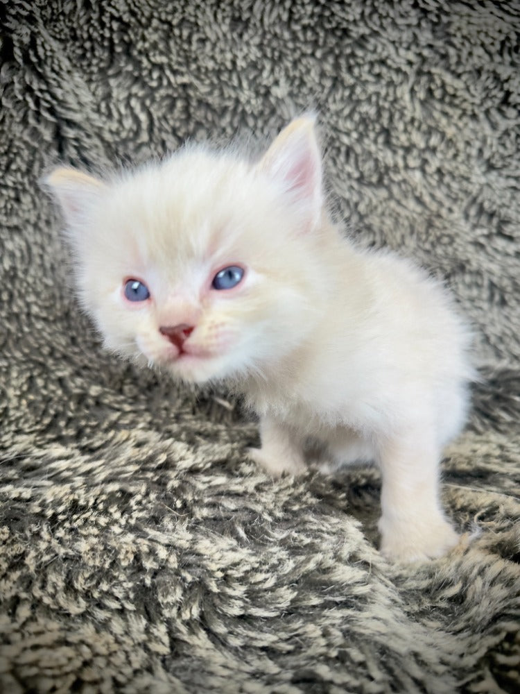 Banzai - Chocolate Lynx - MALE - AVAILABLE 10/25/25 (Copy)