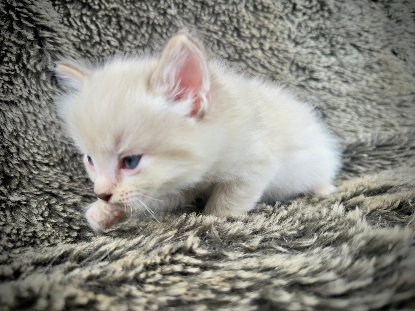 Banzai - Chocolate Lynx - MALE - AVAILABLE 10/25/25