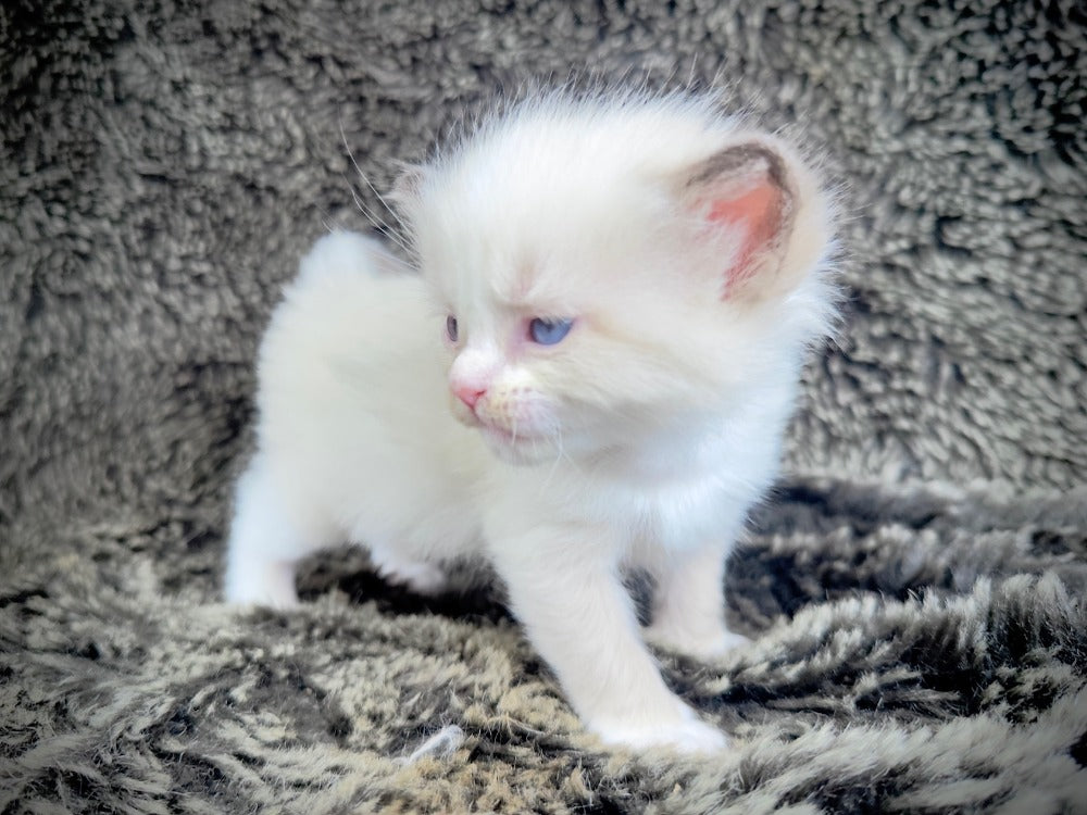 Chibi chocolate/seal traditional mitted with a blaze - FEMALE - AVAILABLE 10/25/25