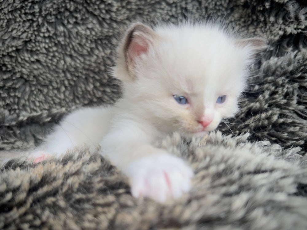 Chibi chocolate/seal traditional mitted with a blaze - FEMALE - AVAILABLE 10/25/25