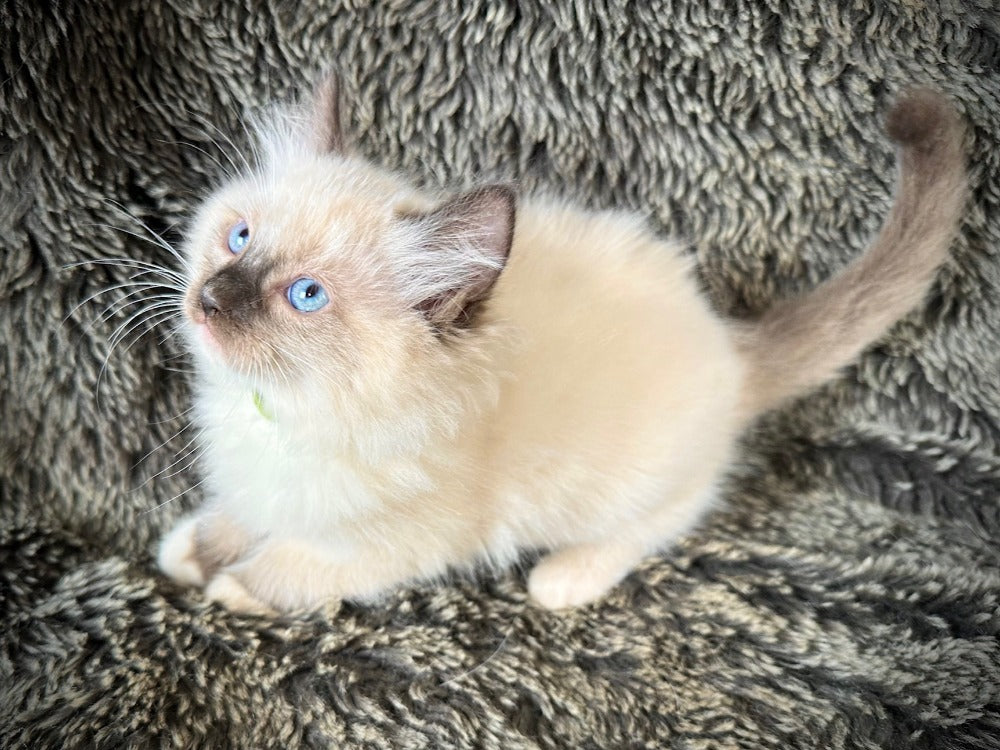Horchata Seal point mitted MALE - AVAILABLE