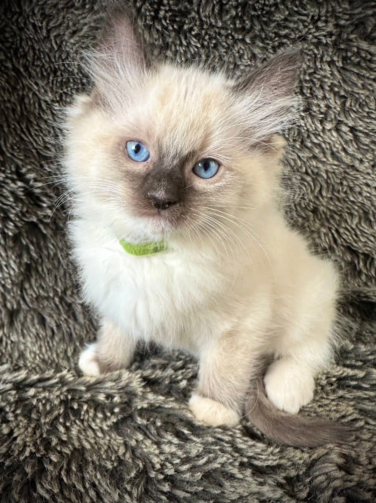 Horchata Seal point mitted MALE - AVAILABLE