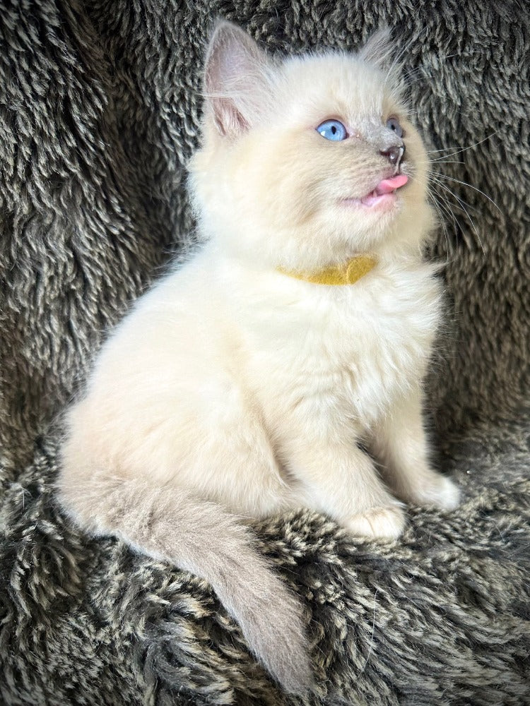 Ceviche - Blue Mitted - MALE - AVAILABLE 6/5/2025