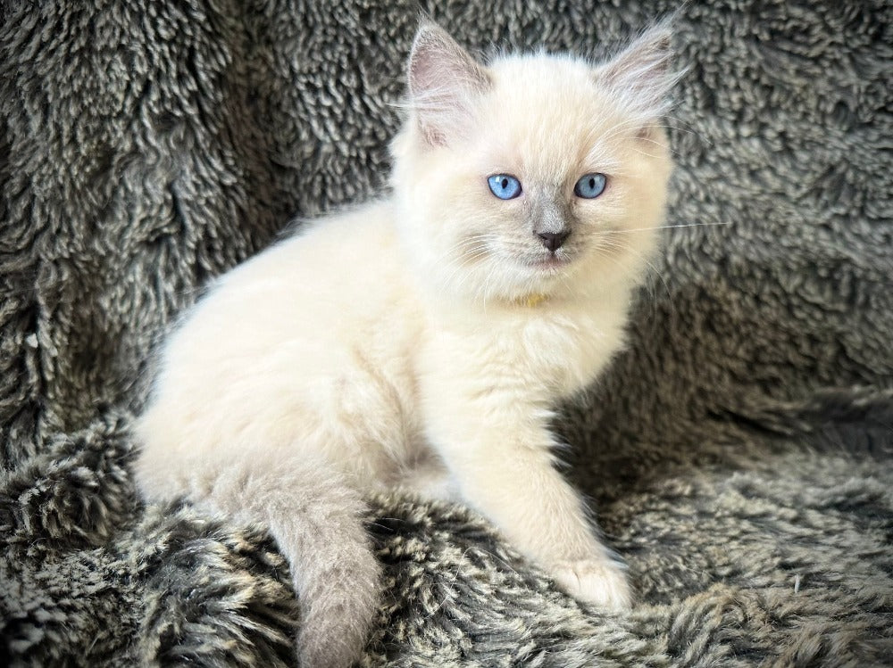 Ceviche - Blue Mitted - MALE - AVAILABLE 6/5/2025